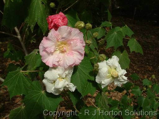 Hibiscus Mutabilis 